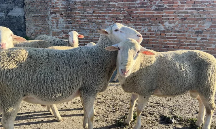 Баранина живою вагою, тушки - фото № 1