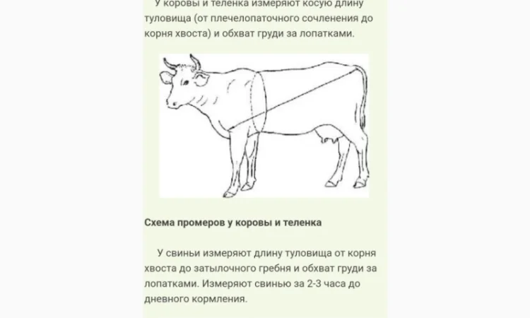 Куплю говядину - фото № 1