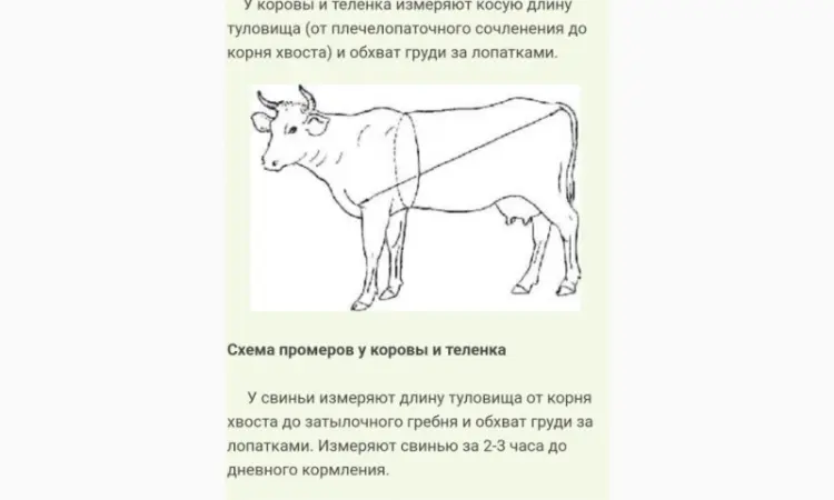 Куплю говядину - фото № 1