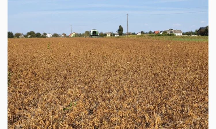 Пропонується насіння сої АПОЛЛО - фото № 1