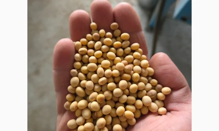 Продаж насіння сої DREM - фото № 1
