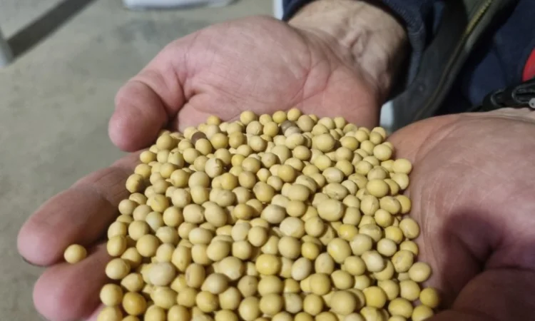 Продаж насіння сої ГМО АББІ (Канада) - фото № 1