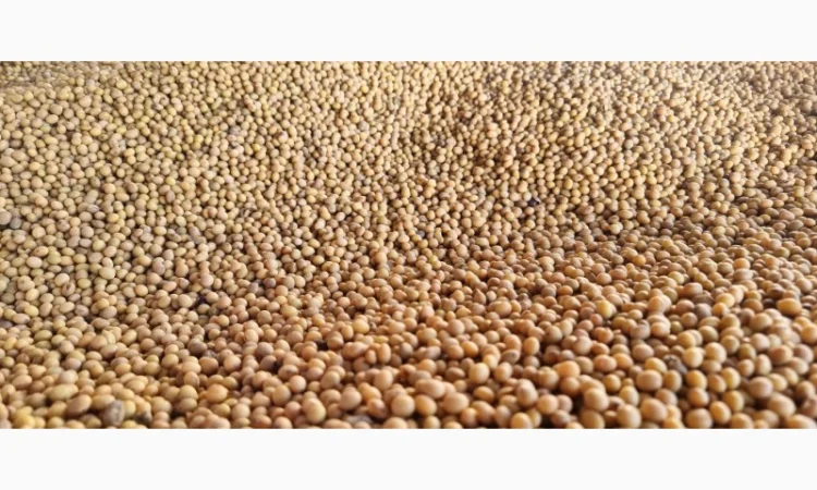 Пропонується насіння сої СЕДНА (Канада) - фото № 1