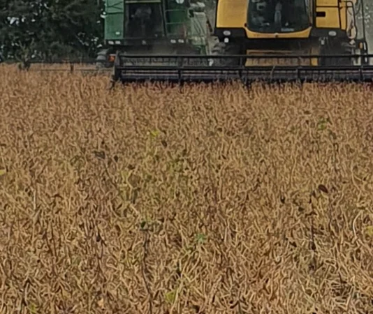 Купую сою ГМО та не ГМО в м. Львів - фото № 1