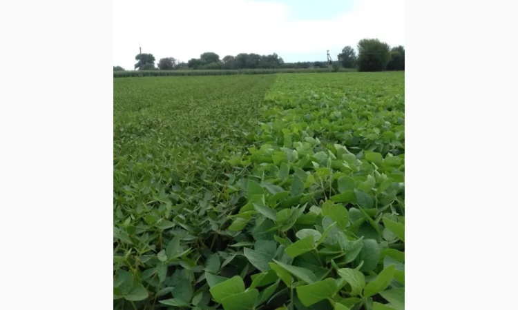 Продажа товарной и посевной сои с НДС и без - фото № 1