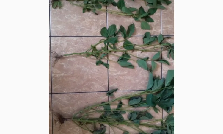 Продажа товарной и посевной сои с НДС и без - фото № 2