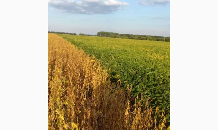 Пропонується товарна та посівна соя - фото № 1