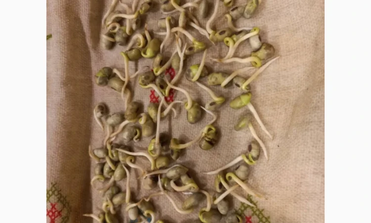 Пропонується товарна та посівна соя - фото № 2