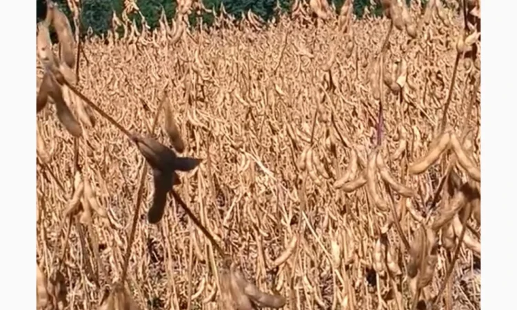 Пропонується соя ВАТСОН, 20-25 тонн - фото № 1