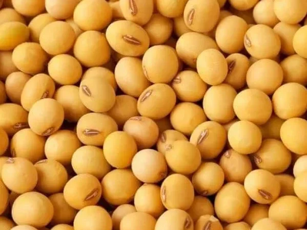 Сорт сои ОАЦ Страйв - репродукция - фото № 1