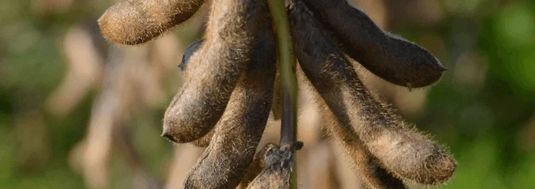 Насіння сої ЕС Командор - І репродукція - фото № 1