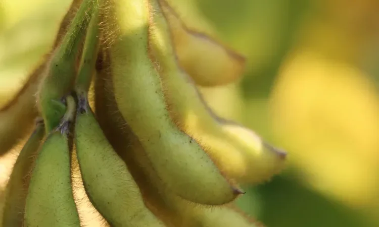 РЖТ Сателія - І репродукція сои - фото № 1