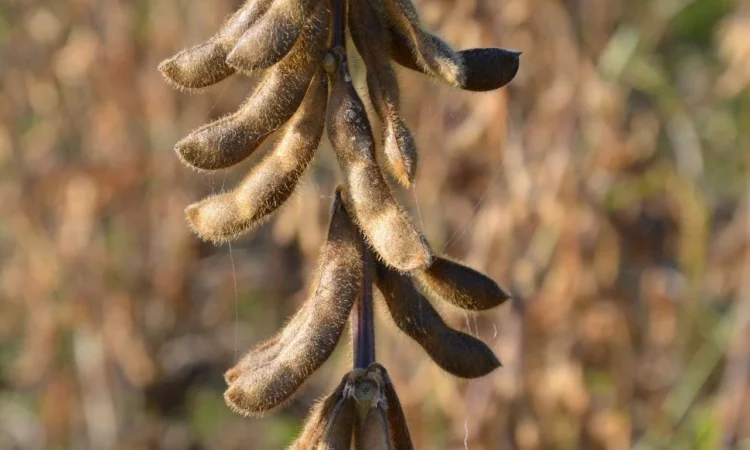 Якісне насіння сої ЕС Композитор - 1 репродукція - фото № 1