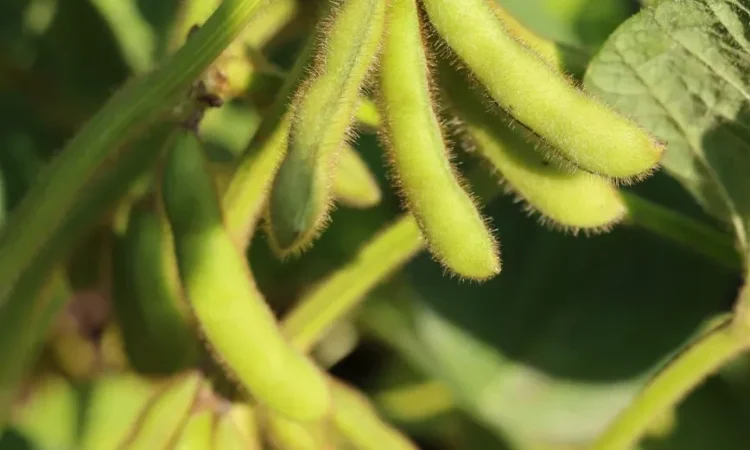 РЖТ Суза – первая репродукция сои - фото № 1