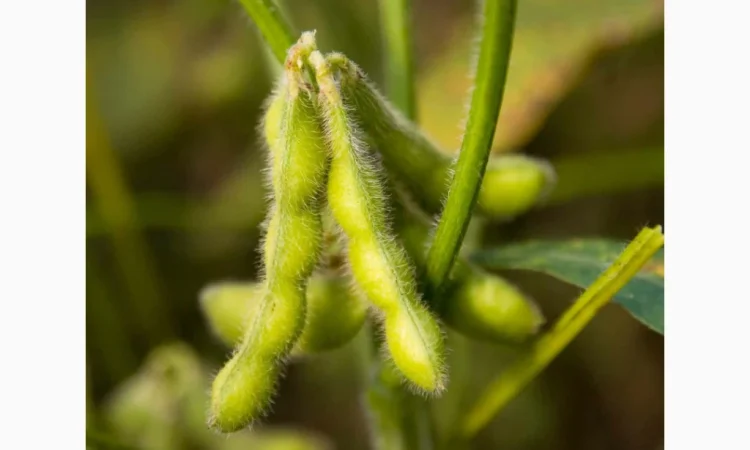 Насіння сої сорту ЕС Директор - якісний посівний матеріал - фото № 1