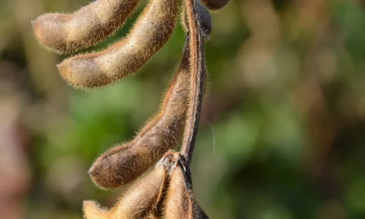 Насіння сої сорту ЕС Візитор на продажу - фото № 1