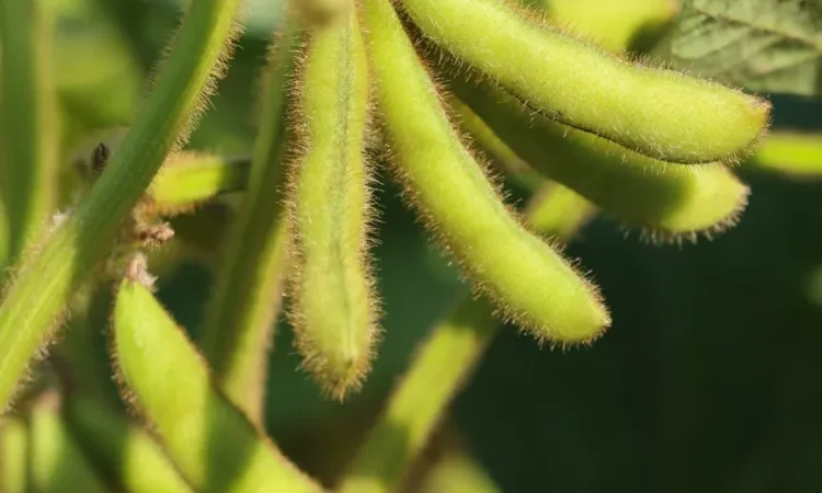 РЖТ Сірелія - репродукция сои - фото № 1