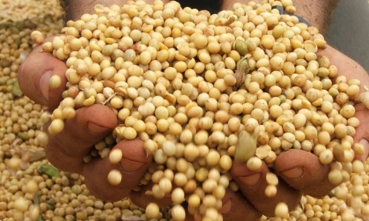 Куплю сою. Высокая цена - фото № 1