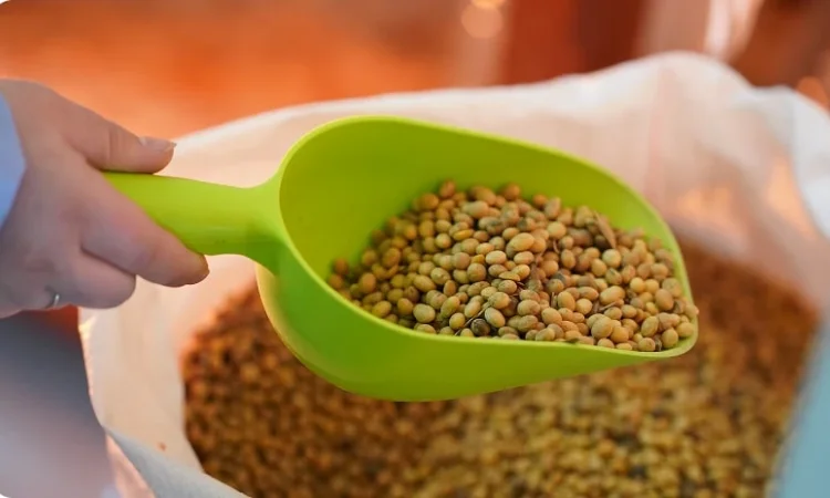 Закупаем НЕ ГМО сою от производителей на постоянной основе - фото № 3