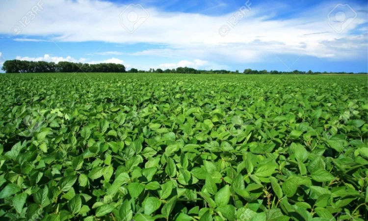 Насіння сої ГМО из Канады - раундапостійка - фото № 1