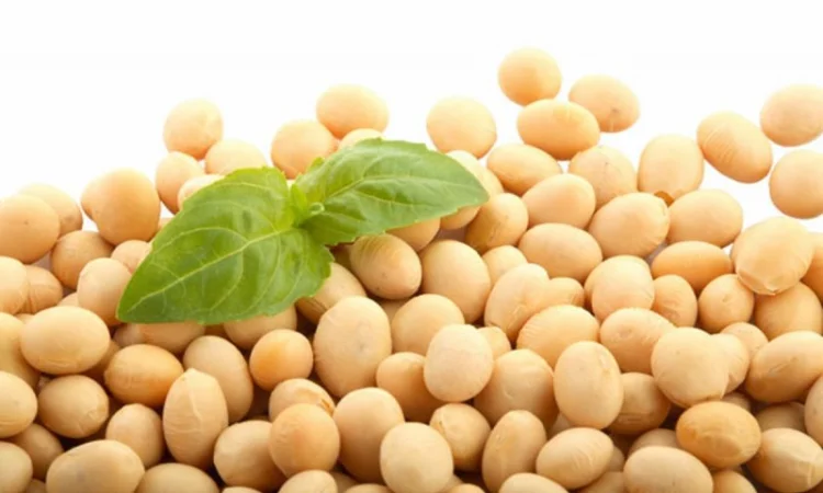 Насіння сої ГМО из Канады - раундапостійка - фото № 3