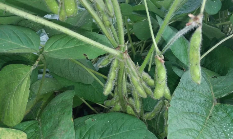 Насіння сої ГМО из Канады - раундапостійка - фото № 4