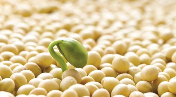 Насіння сої ГМО из Канады - раундапостійка - фото № 5