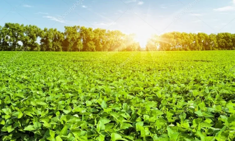 Насіння сої ГМО из Канады - раундапостійка - фото № 6