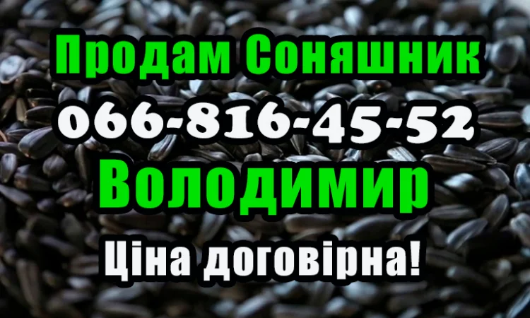 Продам соняшник!На постійній основі - фото № 1