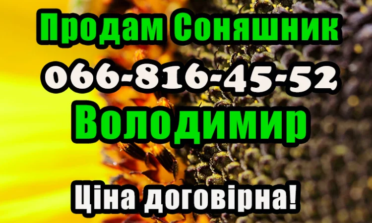 Реалізуєм Соняшник дрібним та великим оптом! Ціна договірна - фото № 1