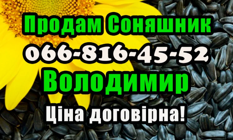 Продаю соняшник у будь яких обсягах! Виробник/переробник - фото № 1