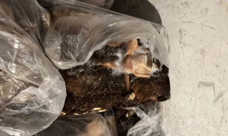 Рубец для животных - фото № 1