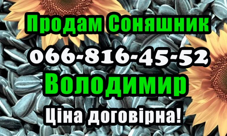 Продам соняшник у будь якій кількості - фото № 1
