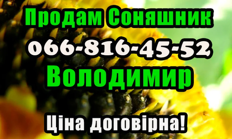 Підприємство реалізує високоякісне насіння соняшнику - фото № 1