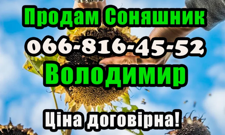 Реалізуєм насіння соняшника!ціна формується від обсягу замовлення - фото № 1
