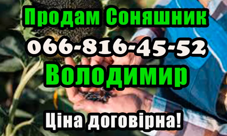 Шукаю збут для соняшнику! Ціна договірна!Значні обсяги реалізації - фото № 1