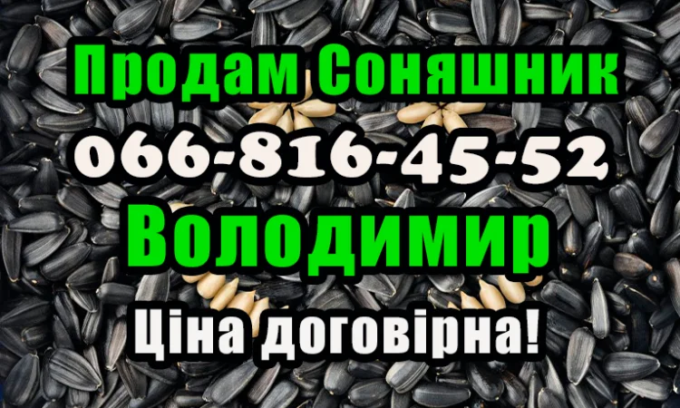 Підприємство реалізує соняшник - фото № 1