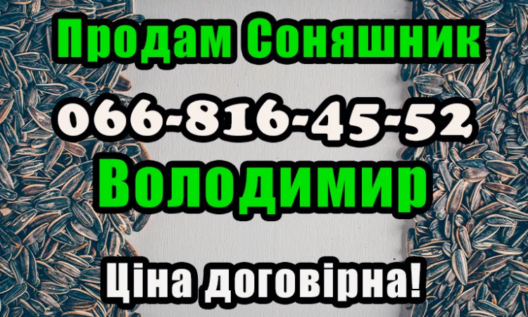 Підприємство продає соняшник!!! Будь який обсяг - фото № 1