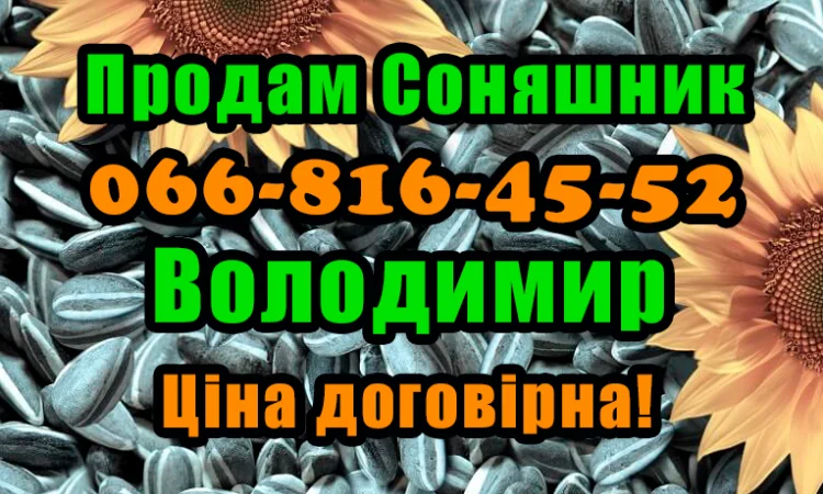 Продам Соняшник - фото № 1
