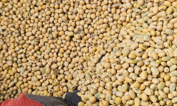 Закуповуємо Сою - фото № 1