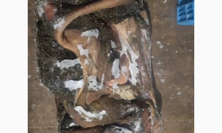 Покупаю рубец говяжий - фото № 2