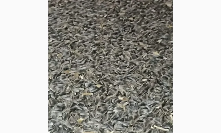 Продам соняшник - фото № 1