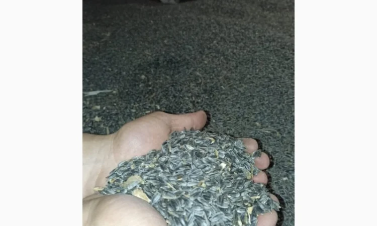 Продам соняшник - фото № 2