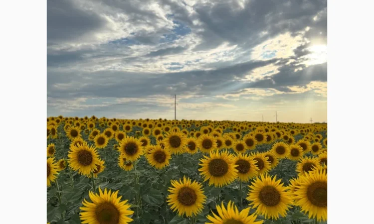 Куплю соняшник - фото № 1