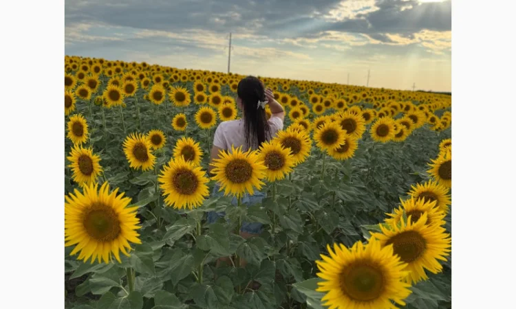 Соняшник - фото № 1