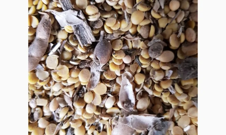 Предприятие закупает отходы сои - фото № 1