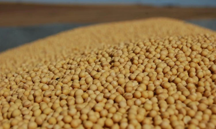 Продается соя ГМО, объем 100 тонн - фото № 1