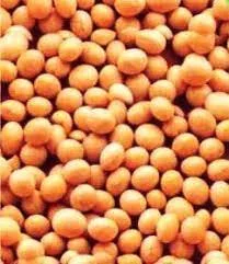 Куплю сою ГМО гуртом по всей Украине - фото № 1