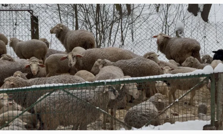 Продажа овец Романівской породы - фото № 1