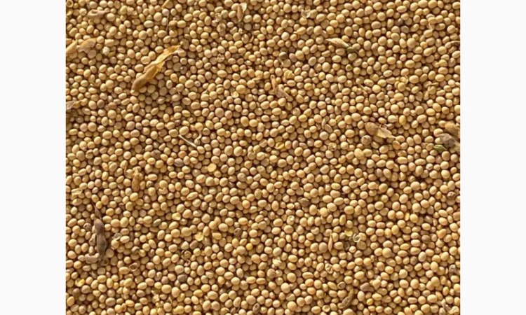 Покупаем СОЮ без ГМО - фото № 1